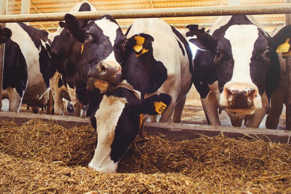 Lojas Copagril realizam Campanha de Minerais com foco na nutri&ccedil;&atilde;o animal