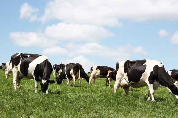 Paran&aacute; conquista status internacional de &aacute;rea livre de febre aftosa sem vacina&ccedil;&atilde;o