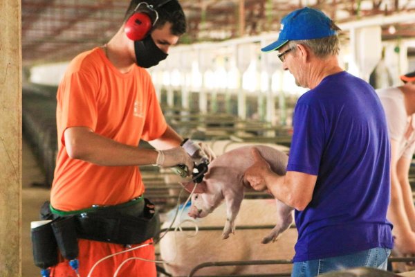Seguir o programa de vacina&ccedil;&atilde;o reflete em resultados para toda cadeia de produ&ccedil;&atilde;o de su&iacute;nos
