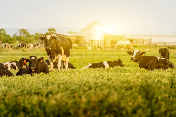 Dia Mundial Contra a Raiva &eacute; alerta sobre a import&acirc;ncia da vacina&ccedil;&atilde;o