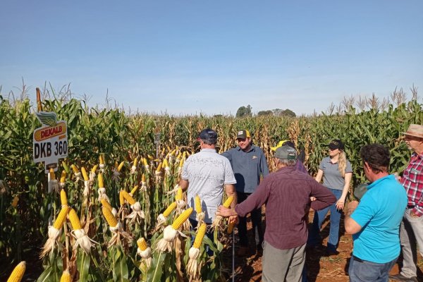 Copagril continua com seu Dia de Campo Milho Safrinha em suas regionais.