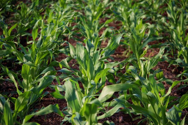 Controle de plantas daninhas na cultura do milho - cuidados com danos por fitotoxidade