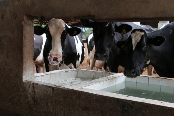 O uso de suplementos minerais por pecuaristas tem auxiliado em todas as fases da vida bovina