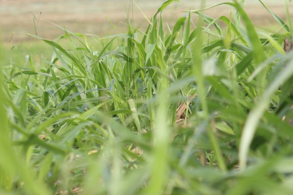 Cons&oacute;rcio de milho com braqui&aacute;ria aumenta a diversidade microbiana do solo e protege as plantas