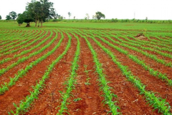 Plantio do Milho Safrinha j&aacute; iniciou na regi&atilde;o Oeste do Paran&aacute;                              