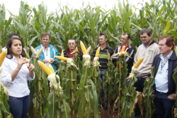 Dia de Campo de milho safrinha &eacute; realizado em Esquina Bandeirantes                               