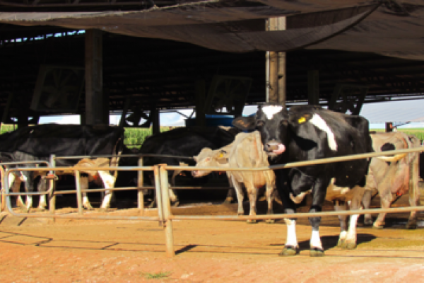 Semin&aacute;rio Qualidade do Leite e Normativa 62