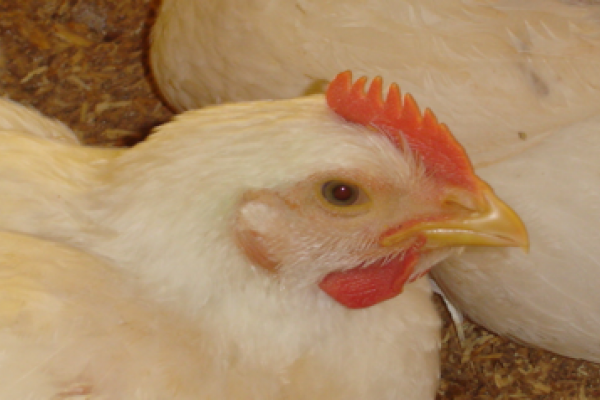 "Renda" do frango cresce e j&aacute; equivale &agrave; do boi