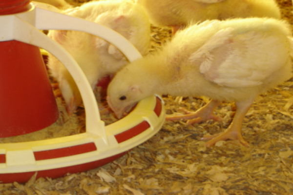 Paran&aacute; lidera faturamento nas exporta&ccedil;&otilde;es de frango