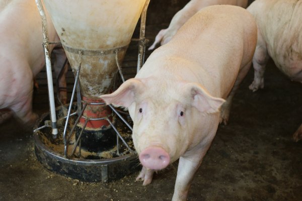 Manejo alimentar adequado potencializa resultados na suinocultura