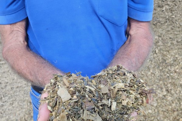Silagem de qualidade melhora a nutri&ccedil;&atilde;o animal e potencializa a convers&atilde;o em carne e leite
