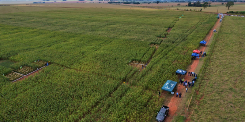 Copagril realiza Dia de Campo Milho Safrinha no Mato Grosso do Sul