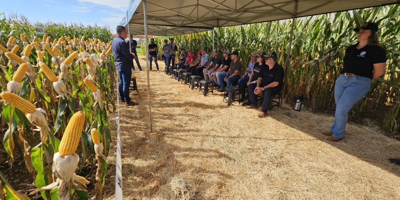 Copagril apresenta novos h&iacute;bridos ao p&uacute;blico do Dia de Campo Milho Safrinha