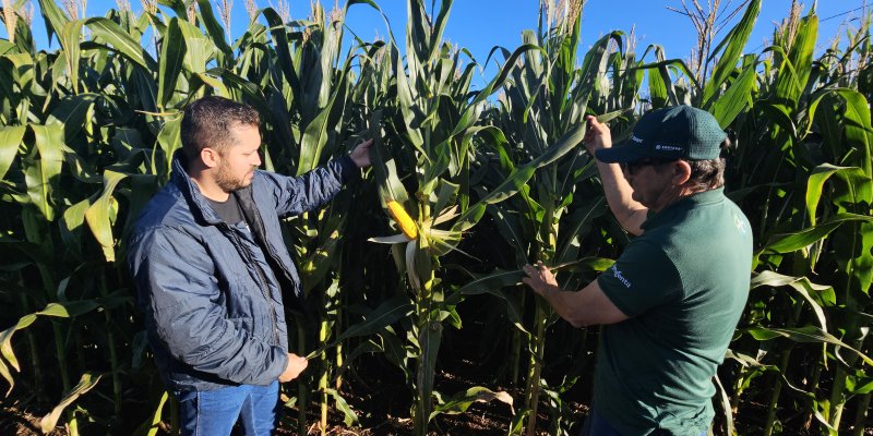 Dia de Campo Milho Safrinha da Copagril apresentar&aacute; desempenho de h&iacute;bridos e manejo sustent&aacute;vel