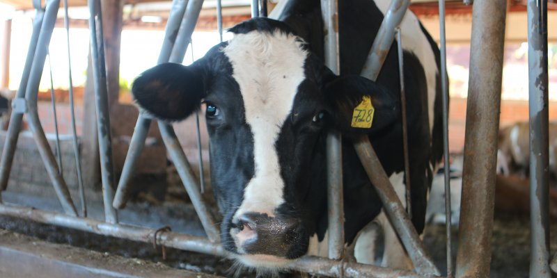 Protocolo aumenta efici&ecirc;ncia de controle de carrapatos em gado leiteiro