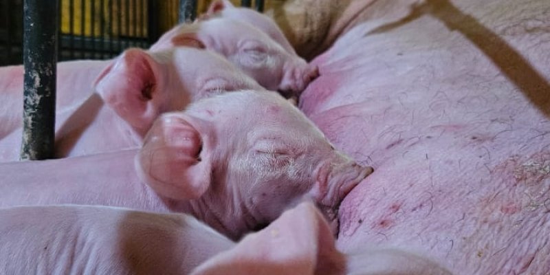 Manejo correto em UPDs aumenta desempenho no n&uacute;mero de leit&otilde;es desmamados