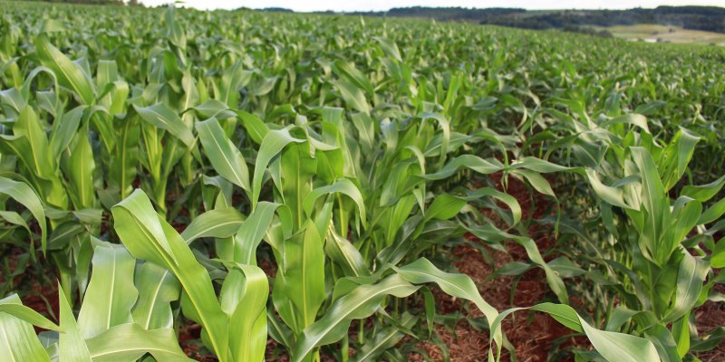 Controle de doen&ccedil;as &eacute; fundamental na cultura do milho safrinha