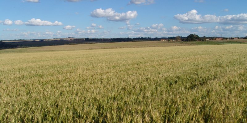 Inicia hoje o zoneamento agr&iacute;cola da cultura do trigo na &aacute;rea de a&ccedil;&atilde;o da Copagril no Paran&aacute;
