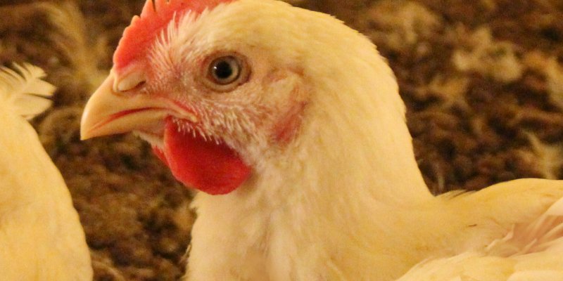 Produtores participar&atilde;o de Semin&aacute;rio de Aves da Copagril neste s&aacute;bado