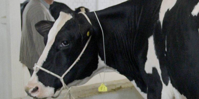 Copagril marca forte presen&ccedil;a na Exposi&ccedil;&atilde;o Pecu&aacute;ria
