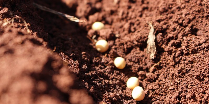 Copagril libera sementes de soja ap&oacute;s testes de germina&ccedil;&atilde;o