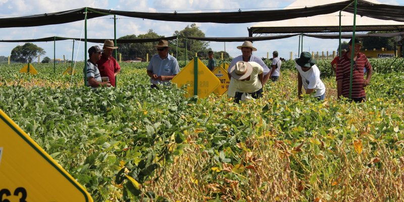Diferentes espa&ccedil;amentos e &eacute;pocas de semeadura de soja s&atilde;o apresentados durante o Dia de Campo