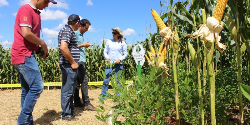 Universidades aproximam teoria &agrave; pr&aacute;tica durante Dia de Campo Copagril