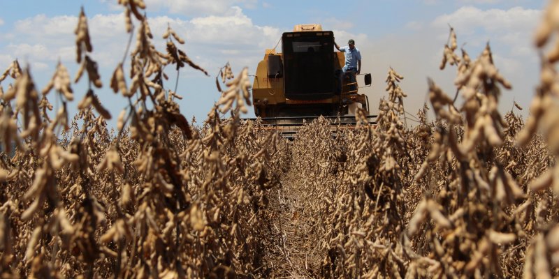 Primeiras lavouras de soja colhidas apresentam bom potencial de produtividade