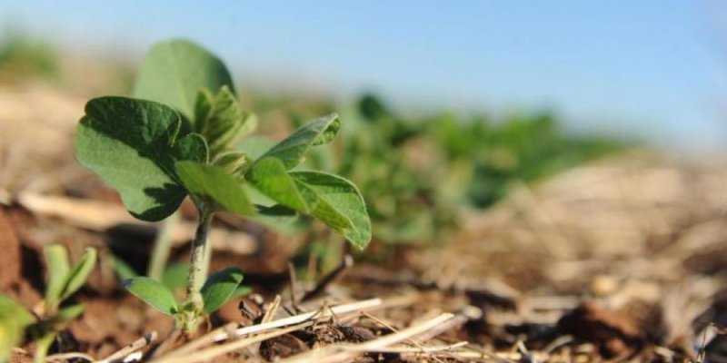 Copagril e Adapar alertam agricultores sobre o per&iacute;odo de vazio sanit&aacute;rio da soja	