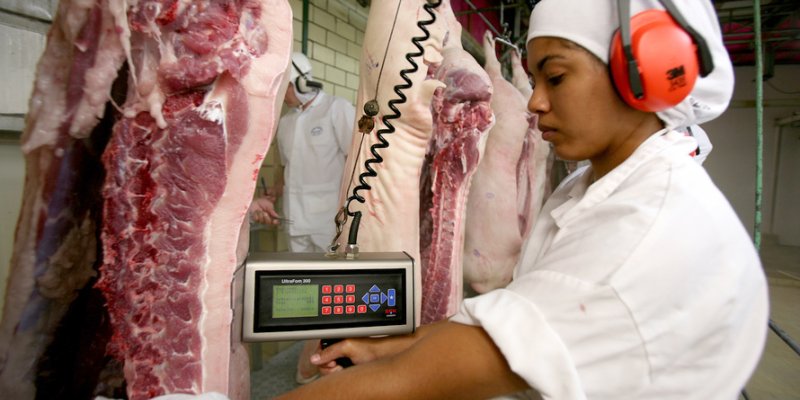 Com novo frigor&iacute;fico da Frimesa, Paran&aacute; dever&aacute; se tornar l&iacute;der em carne su&iacute;na