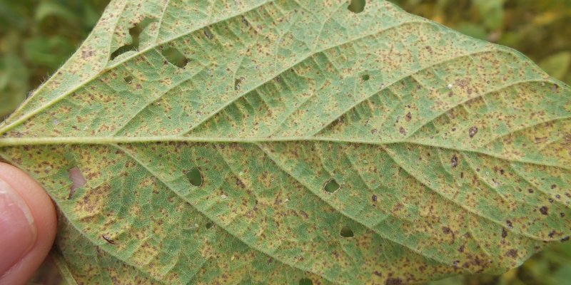 Focos de ferrugem asi&aacute;tica s&atilde;o identificados em lavouras de soja do Paran&aacute;