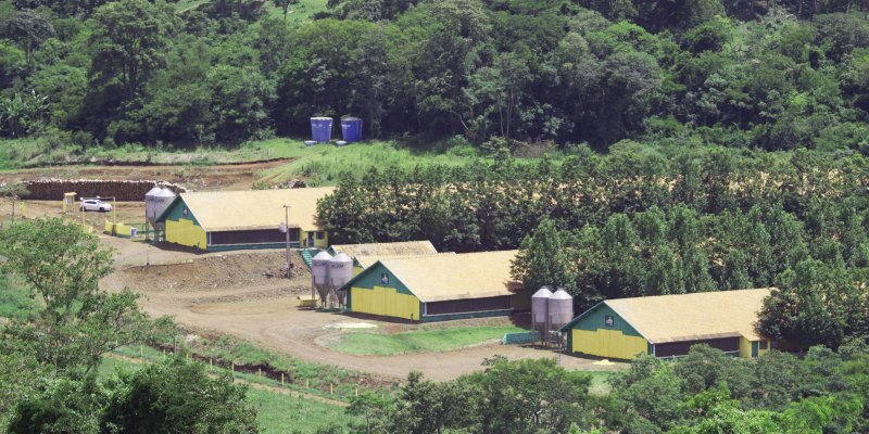 Copagril tem 100% das granjas de aves credenciadas pelo &oacute;rg&atilde;o fiscalizador