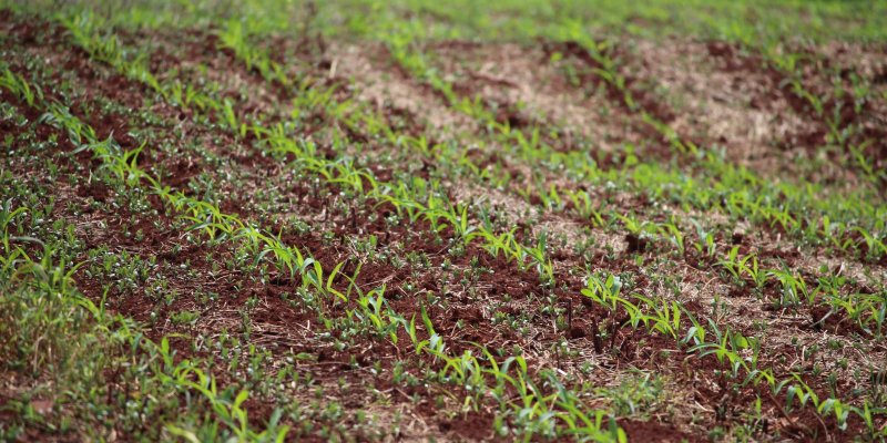 Controle de plantas tigueras de soja favorece vazio sanit&aacute;rio