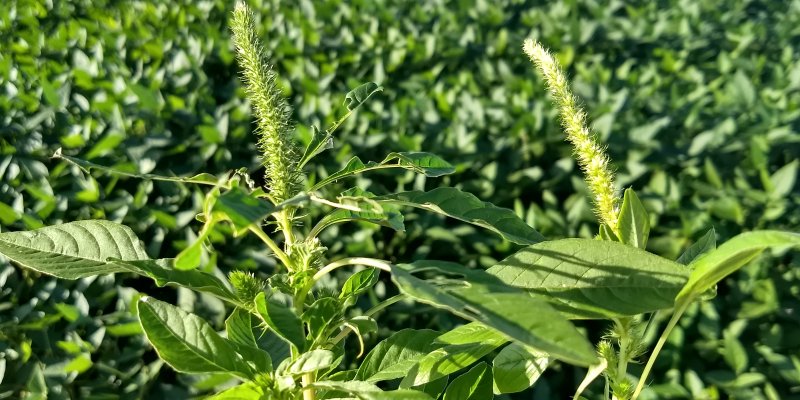 Adapar busca evitar entrada da planta caruru resistente no Paran&aacute;