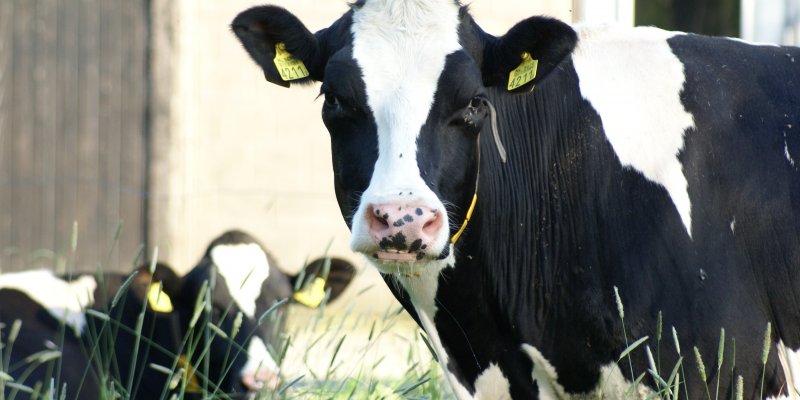Iniciada campanha de vacina&ccedil;&atilde;o de bovinos contra aftosa