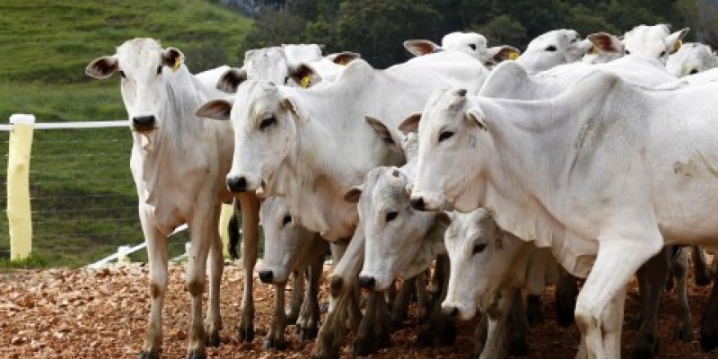 Brasil receber&aacute; certifica&ccedil;&atilde;o oficial de pa&iacute;s livre da febre aftosa