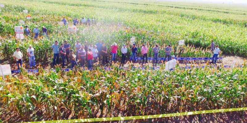 Copagril realiza 1&ordm; Dia de Campo do Milho Safrinha em Eldorado-MS