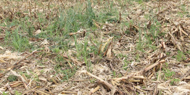 Copagril orienta agricultores sobre o manejo de plantas daninhas