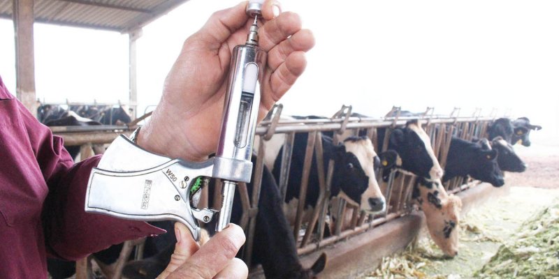 Campanha de vacina&ccedil;&atilde;o de bovinos contra aftosa segue at&eacute; dia 30 de novembro