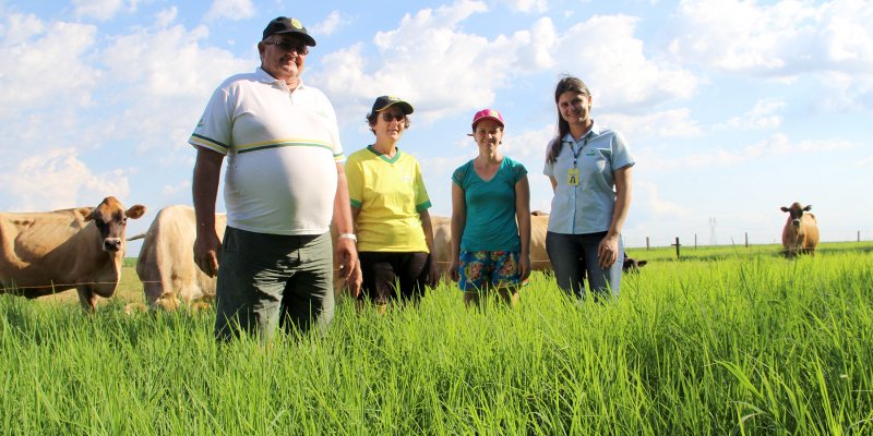 Volumosos devem representar 60% da alimenta&ccedil;&atilde;o dos bovinos