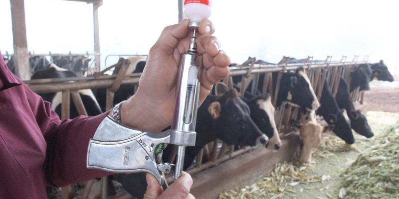 Iniciada campanha de vacina&ccedil;&atilde;o contra febre aftosa