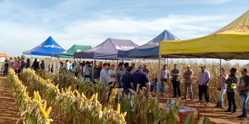 Copagril realiza Dia de Campo do Milho Safrinha em Itaquira&iacute;