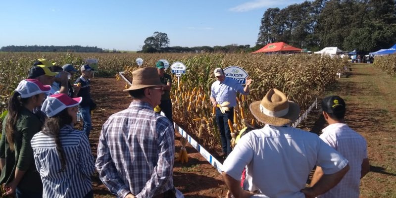 Copagril realiza Dia de Campo do Milho Safrinha em Eldorado