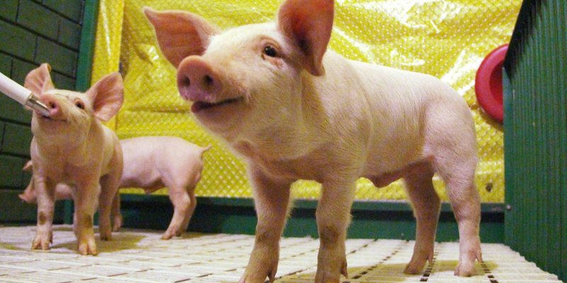 Miniavi&aacute;rio e minicrech&aacute;rio para su&iacute;nos chamam aten&ccedil;&atilde;o de visitantes na Expo Rondon