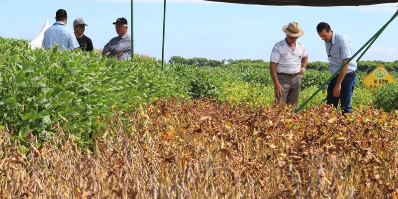 Esta&ccedil;&atilde;o Soja apresenta comparativos para produtores no Dia de Campo Copagril