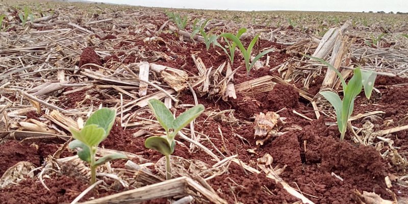 Erradica&ccedil;&atilde;o de plantas de soja tiguera em meio ao milho favorece vazio sanit&aacute;rio da soja