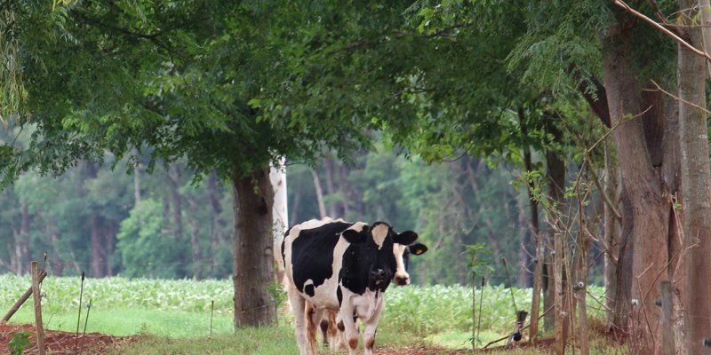 Sistema de ILPF aplicado em 15% da &aacute;rea neutraliza emiss&atilde;o de gases de toda propriedade