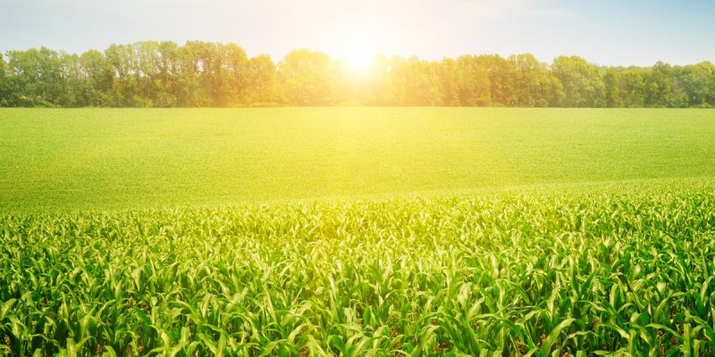 Produtor rural deve estar atento para declara&ccedil;&atilde;o do Imposto de Renda