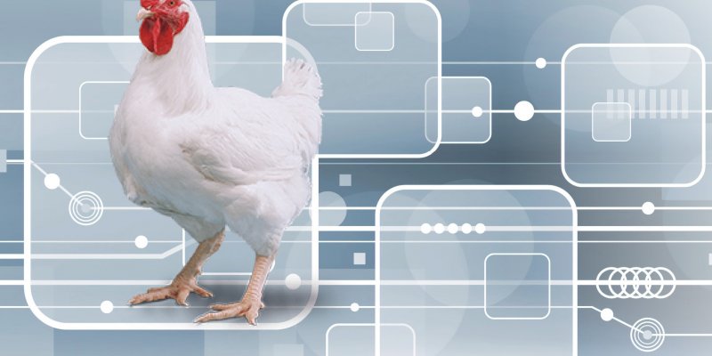 Avicultura 4.0 com novas possibilidades de produ&ccedil;&atilde;o