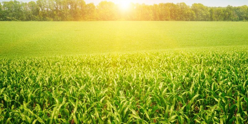 Comit&ecirc; vai monitorar impactos do coronav&iacute;rus na agropecu&aacute;ria